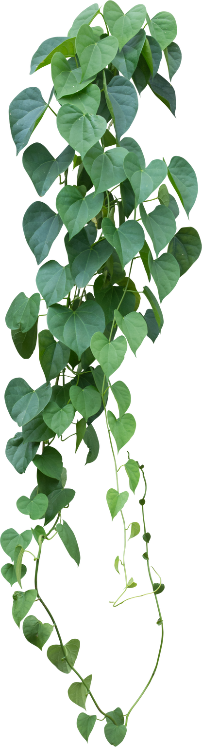 Vine Plant with Green Leaves